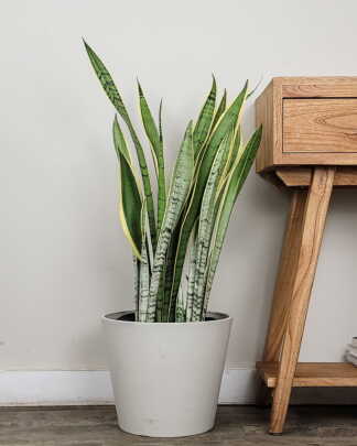 Sansevieria Laurentii Silver