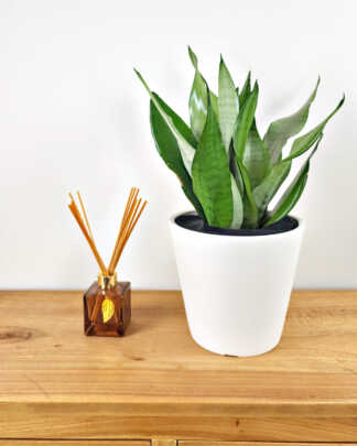 Sansevieria Moonshine