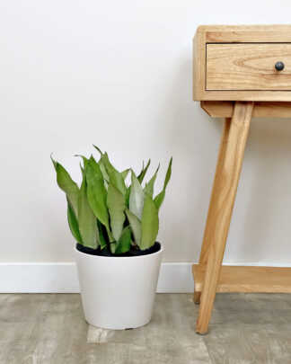 Sansevieria Moonshine