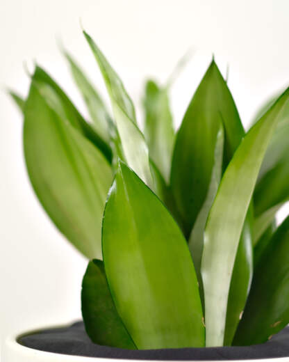 Sansevieria Moonshine
