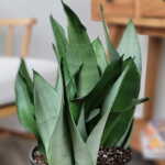 Sansevieria Moonshine