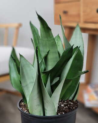 Sansevieria Moonshine