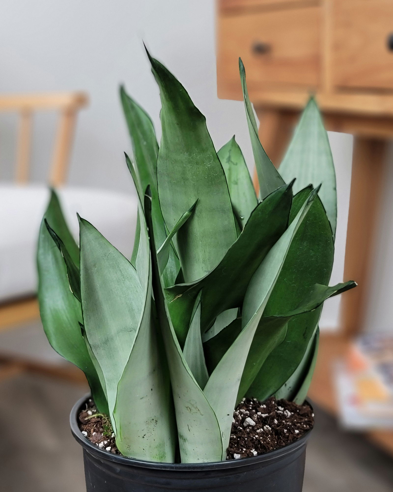 Sansevieria trifasciata Moonshine