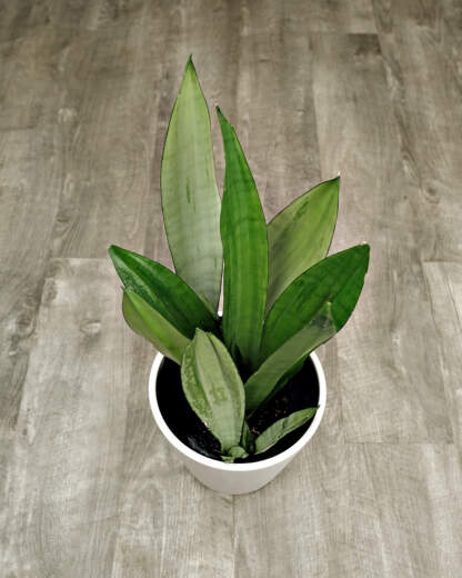 Sansevieria Moonshine