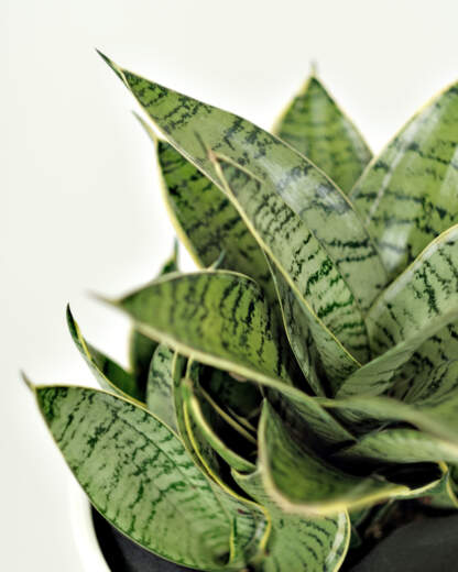 Sansevieria Night Owl