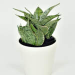 Sansevieria Night Owl