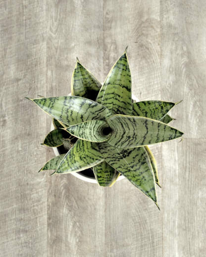 Sansevieria Night Owl