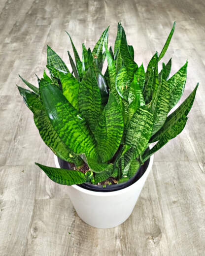 Sansevieria Robusta
