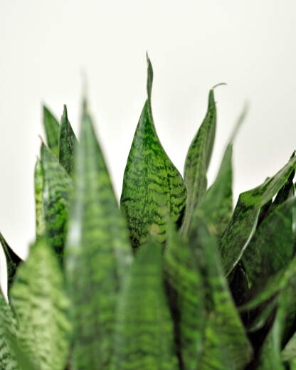 Sansevieria Robusta