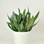 Sansevieria Robusta