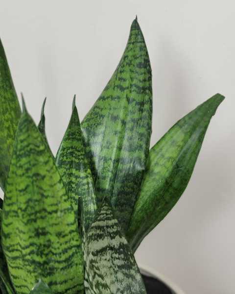 Foliage Foliage