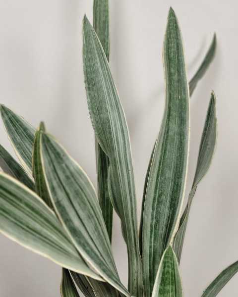 Foliage Foliage