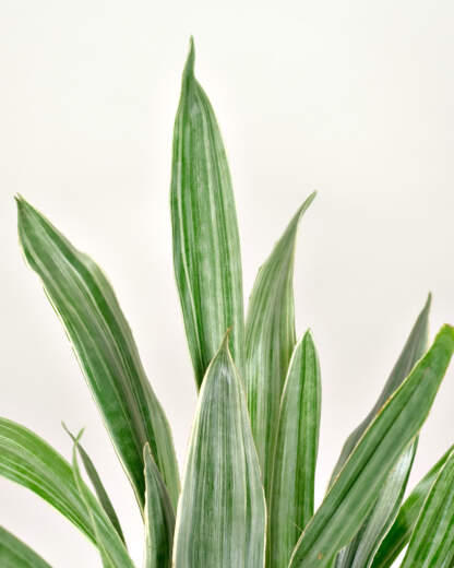 Sansevieria Sayuri