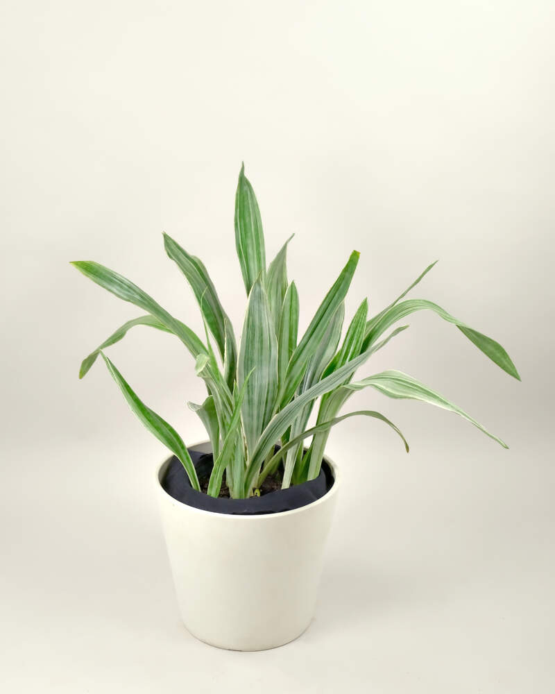 Artificial Air Plant 10in Set of Three - N/A - Green