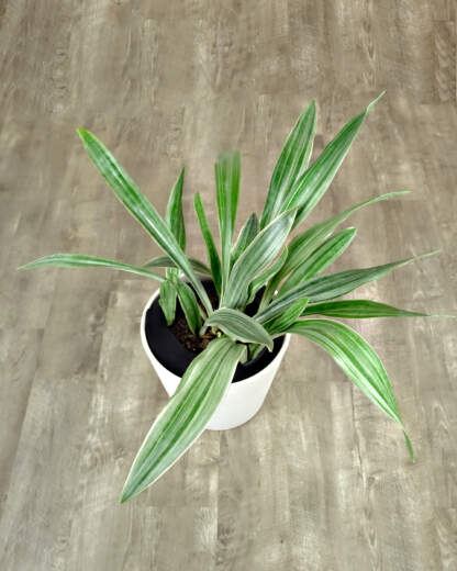 Sansevieria Sayuri