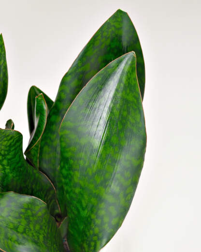 Sansevieria Whale Fin