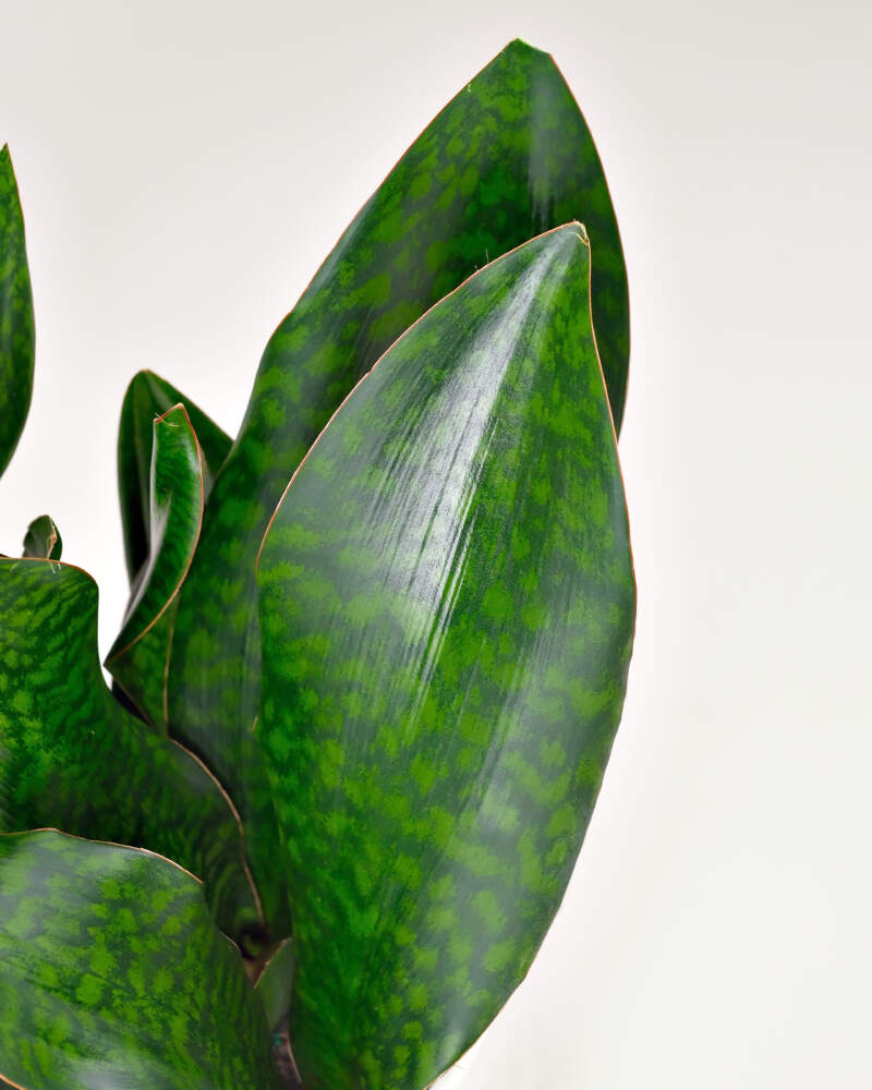 PlantVine Whale Fin Sansevieria