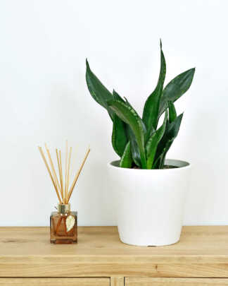 Sansevieria Whitney