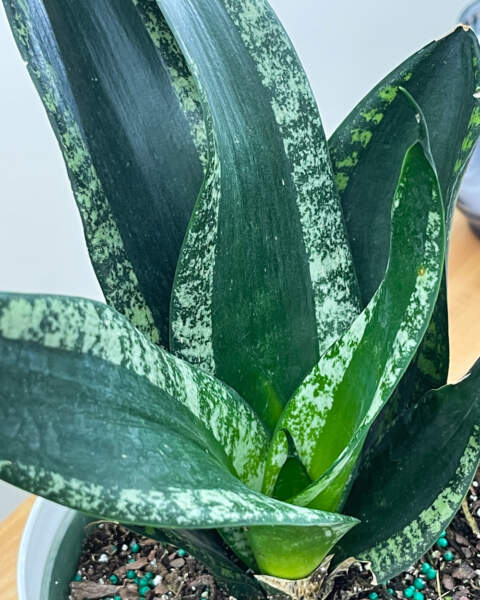Foliage Foliage