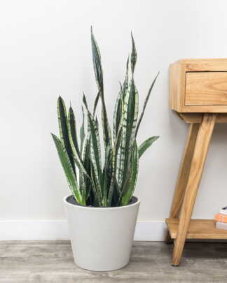 Sansevieria Whitney