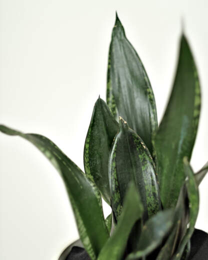 Sansevieria Whitney