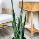 Sansevieria Whitney