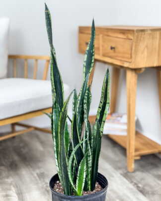 Sansevieria Whitney