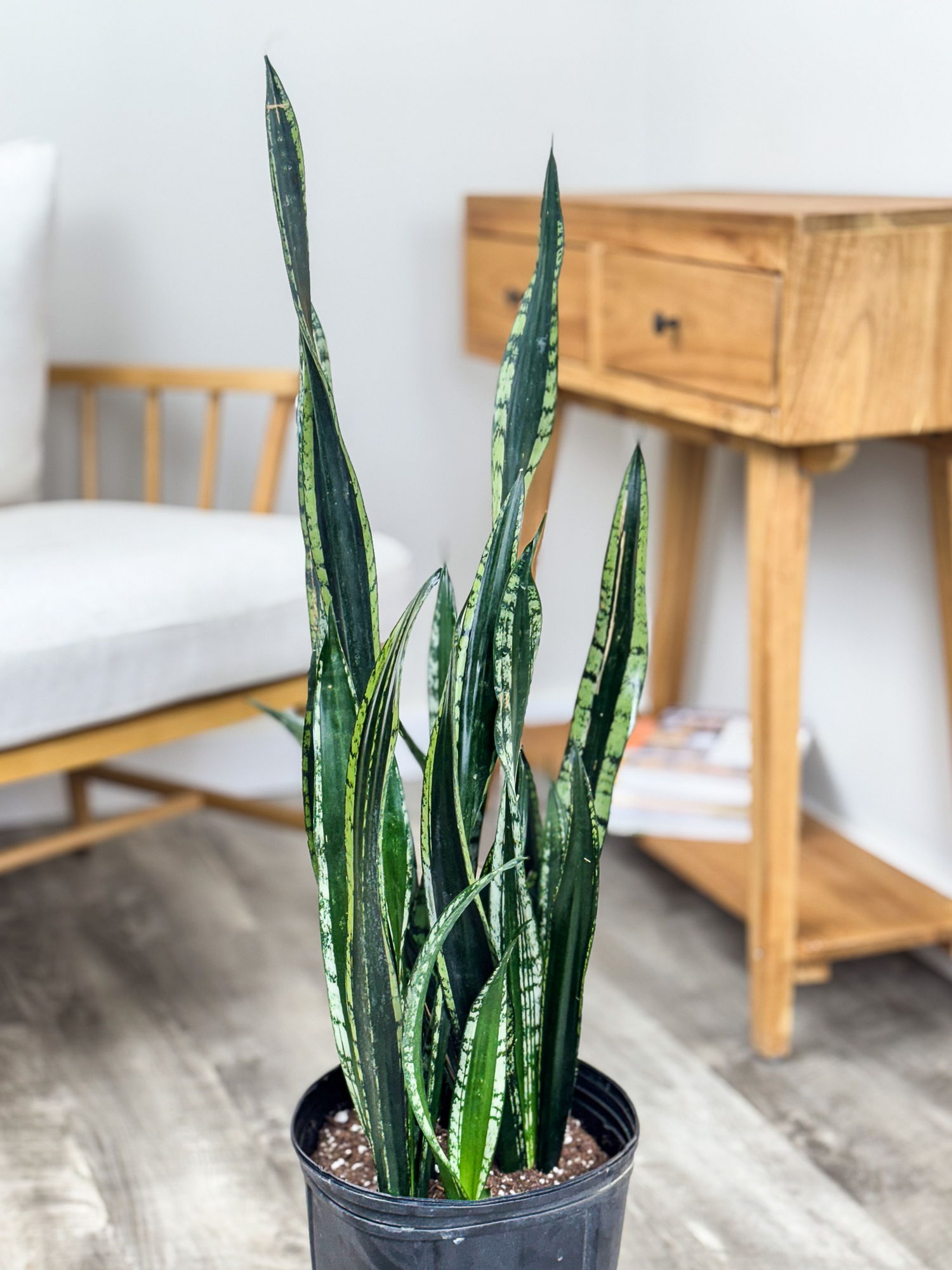 Sansevieria 'Whitney' | PlantVine