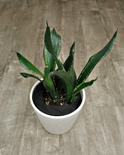 Sansevieria Whitney