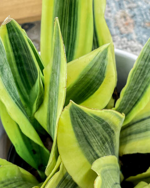 Foliage Foliage