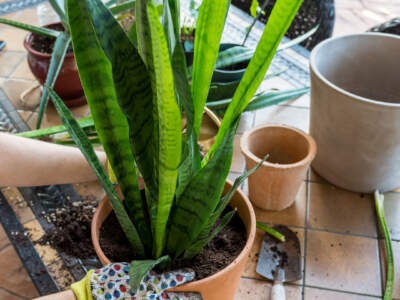 sansevieria zeylancia pau planting