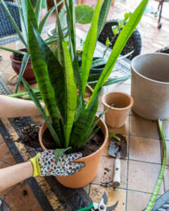 Sansevieria