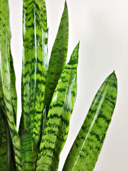 Sansevieria Zeylanica