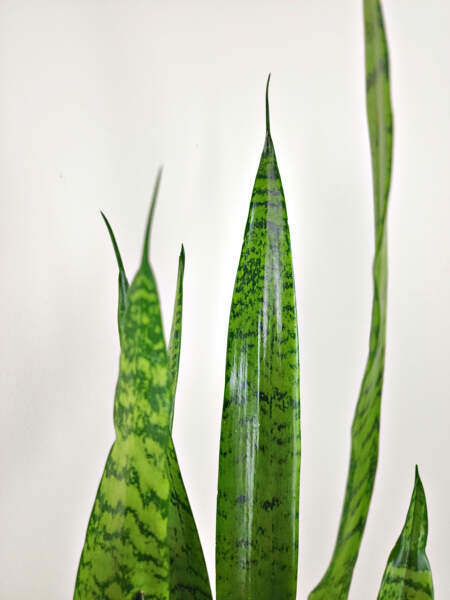 Foliage Foliage