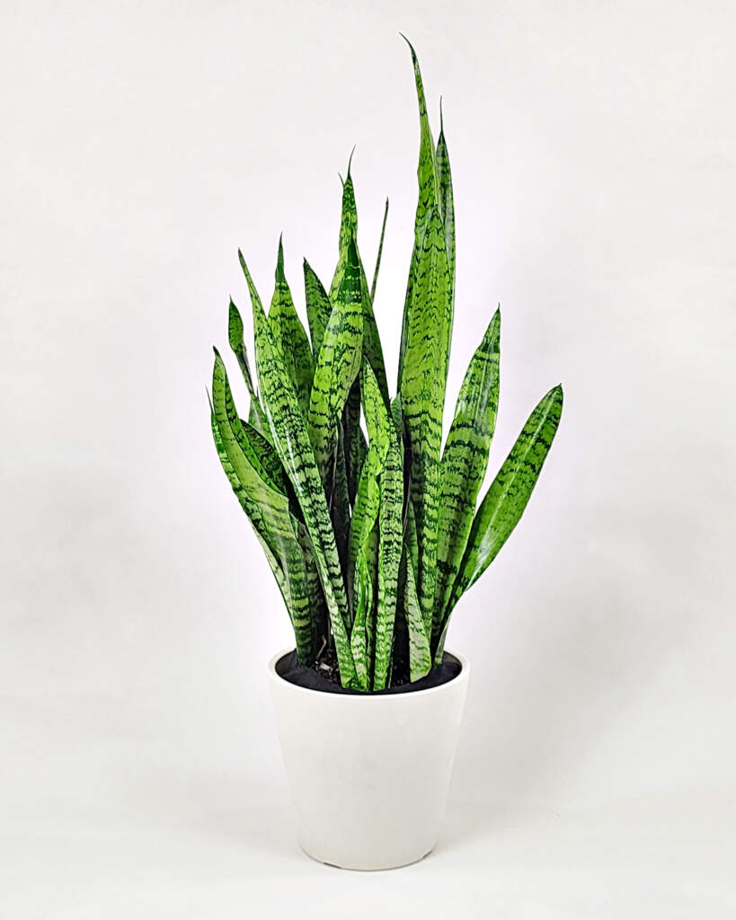 Sansevieria zeylanica