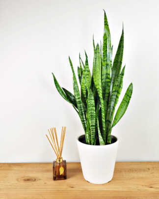 Sansevieria Zeylanica