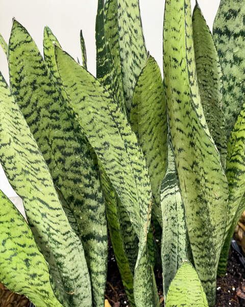 Foliage Foliage