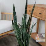 Sansevieria Zeylanica