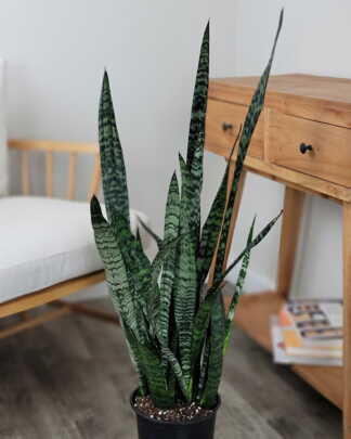 Sansevieria Zeylanica