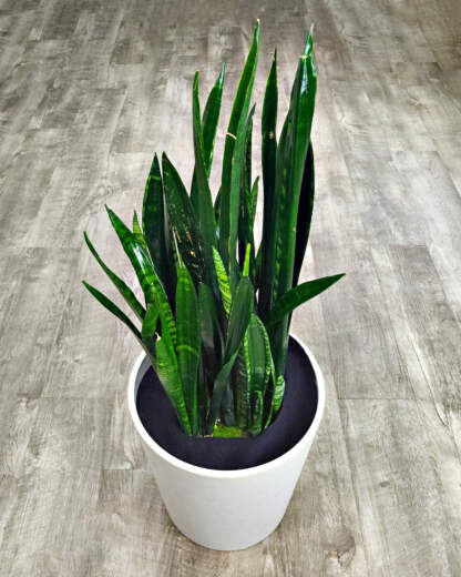 Sansevieria Zulu