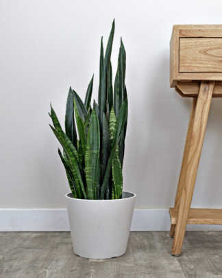 Sansevieria Zulu