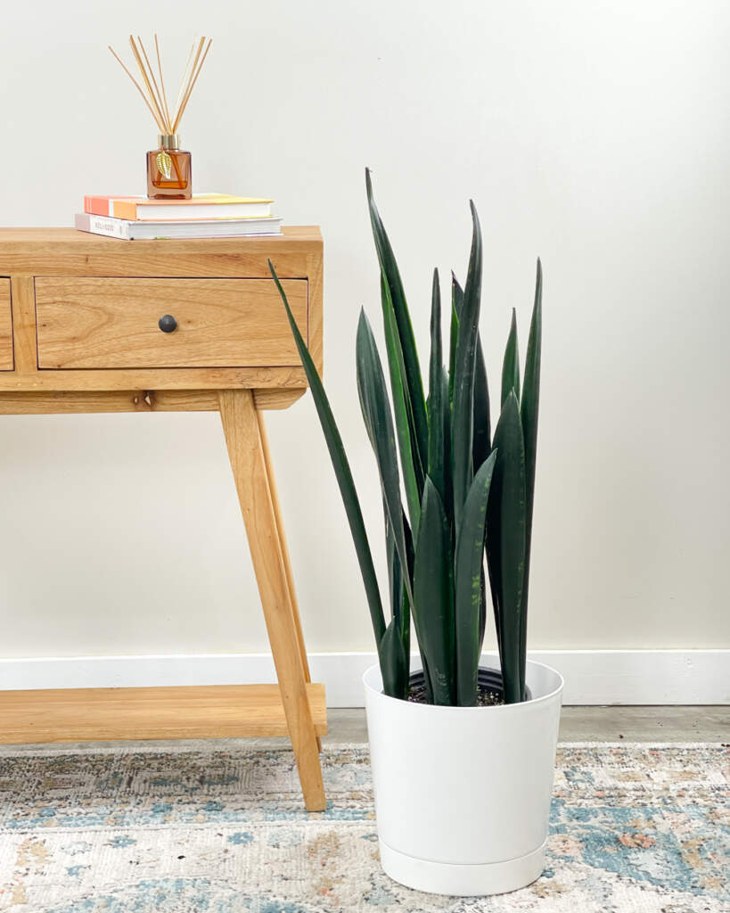 Sansevieria ‘Zulu’, Snake Plant, Mother in law’s tongue, Bowstring hemp