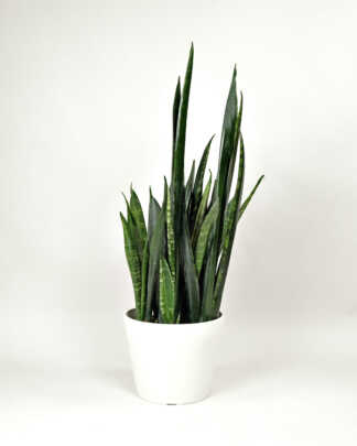 Sansevieria Zulu