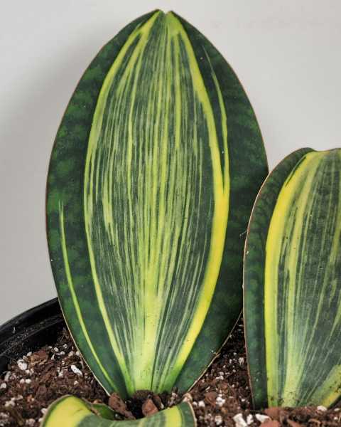 Foliage Foliage