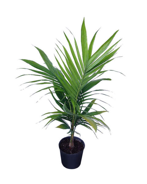 Large