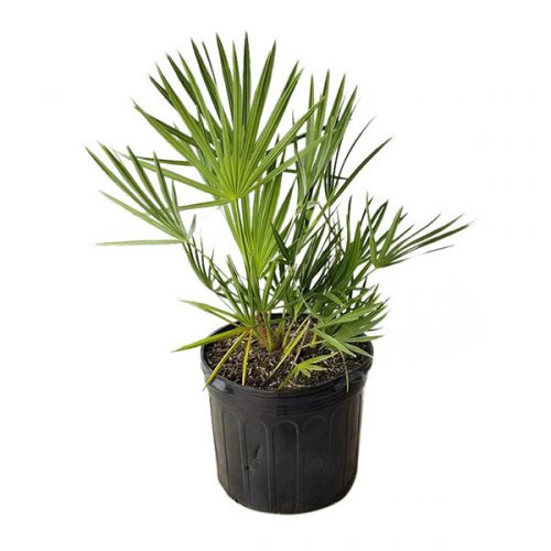 Serenoa repens, Saw Palmetto | PlantVine