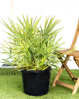 saw palmetto xl