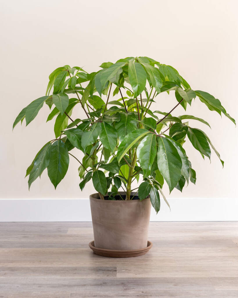 Cuidados com as plantas Amate
