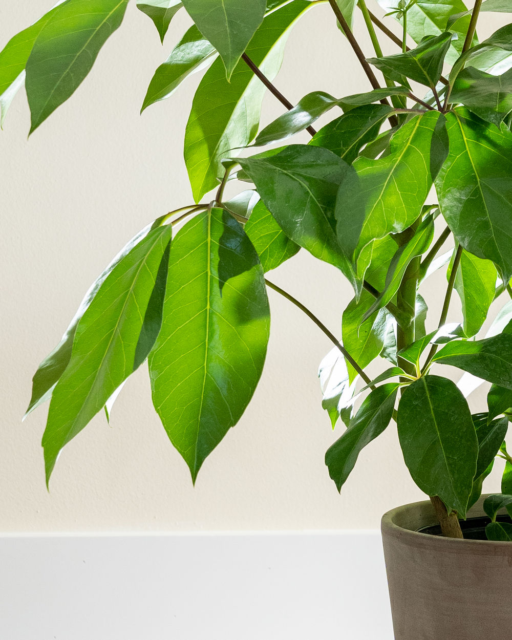 Buy Schefflera actinophylla 'Amate', Umbrella Tree | Free Shipping over ...
