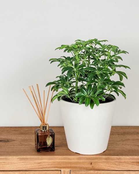 Medium, Bush Medium, Bush